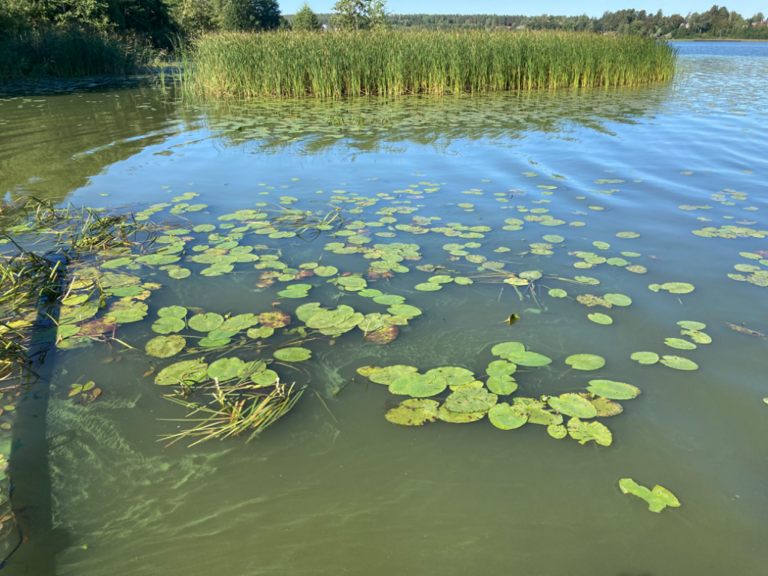 Tuusulanjärvi (21.082.1.001)-Rotarien sinileväseuranta (Kotuntien laituri)-ObsIMG-202408131031-66bb0cbfd4b1c.png