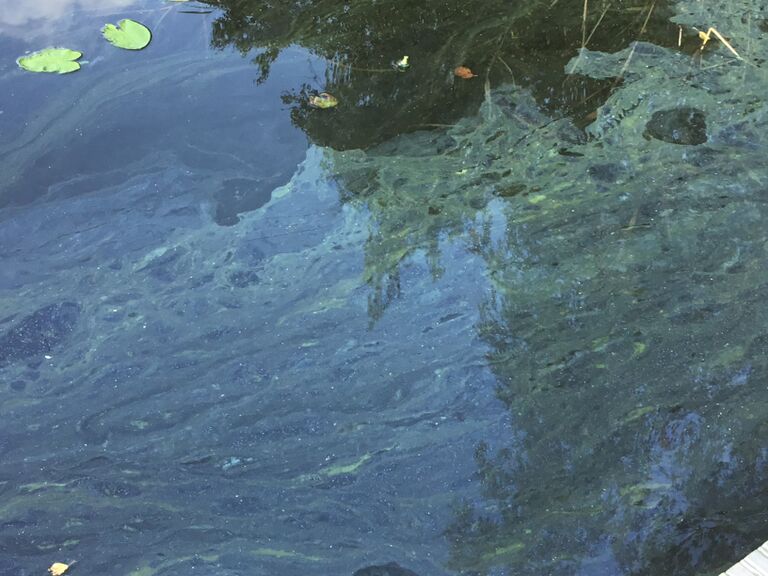 Haukivesi (Saimaa) (04.211.1.001)-Joroisselkä Lamposaari-ObsIMG-201809031418-98.jpeg