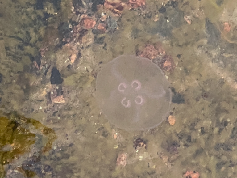 Inkoo Degerö-Hästholmintie 235-ObsIMG-202110021911-615885e40485c.png