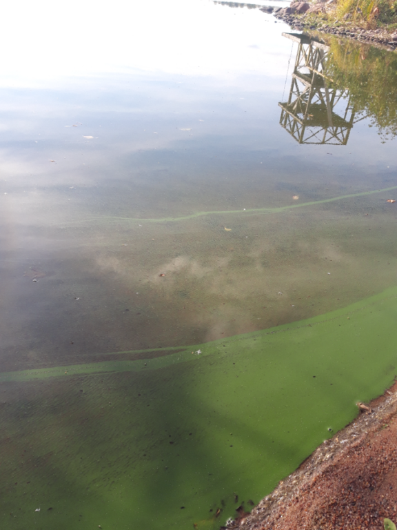 Köyliönjärvi (34.054.1.001)-Valtakunnallinen sinileväseuranta (Yttilän Otta)-ObsALG-202109211538-6149d37dc6b03.png