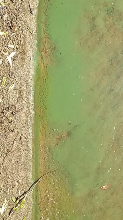 Orijärvi (04.152.1.003)-Orijärven uimaranta-ObsIMG-202207250948-62de3d9904d07.png