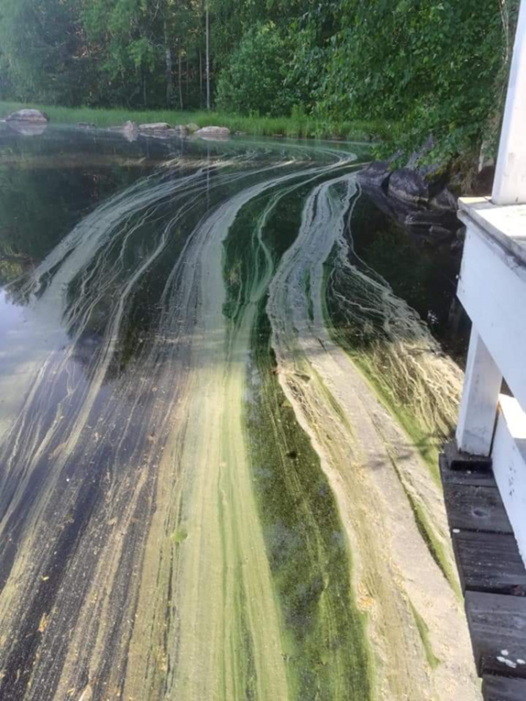 Rehja - Nuasjärvi (59.811.1.001)-Soikonlahti-ObsIMG-202106221608-60d1e193820a3.png