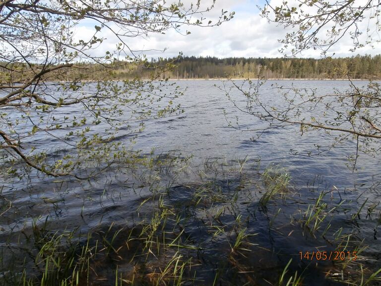 Tuohilammen pukukopin lähellä.JPG