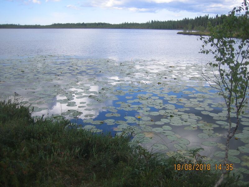 Tiedosto:Umpilampi 1.JPG