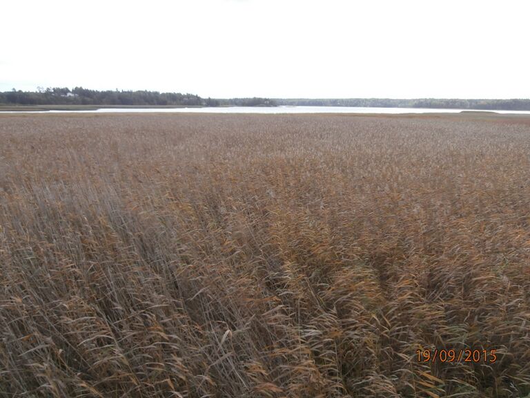 Espoonlahden lintutornista.JPG