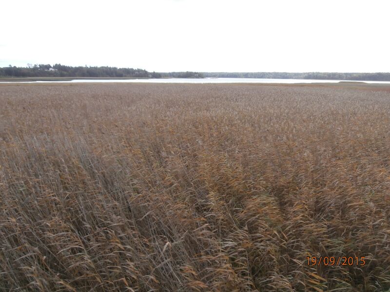 Tiedosto:Espoonlahden lintutornista.JPG