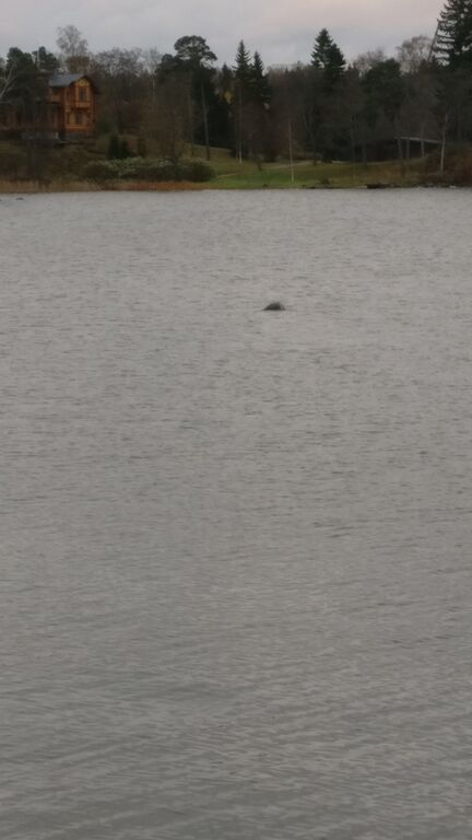 Kruunuvuorenselkä-Havaintopaikka 2-ObsIMG-201710301615-64.jpg