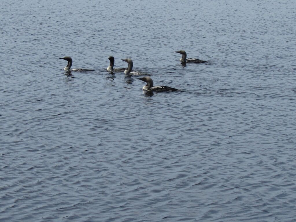 Kuikat kalaretkellä.jpg