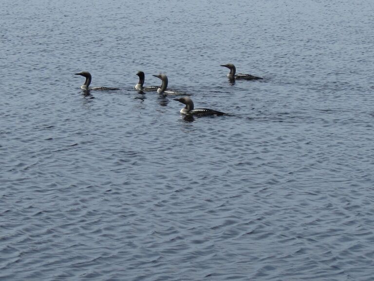 Kuikat kalaretkellä.jpg