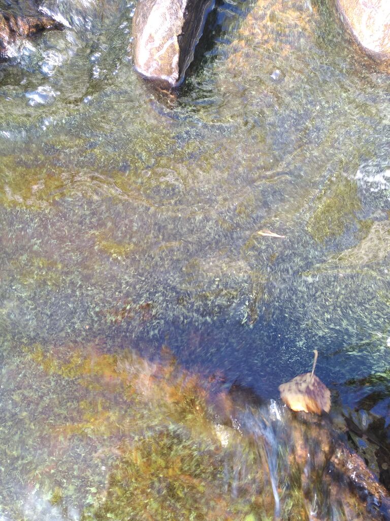 Luiminkajärvi (61.472.1.001)-Havaintopaikka 1-ObsIMG-202009130818-90.jpg