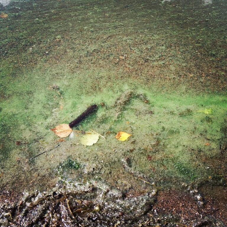 Ormajärvi (35.792.1.001)-Havaintopaikka 1-ObsALG-201807151256-93.jpg