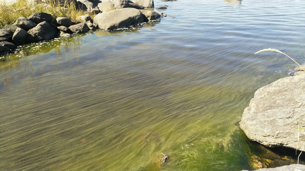 Pyhämaan saaristo-Rihtniemennokka-ObsALG-202008011206-85.jpg