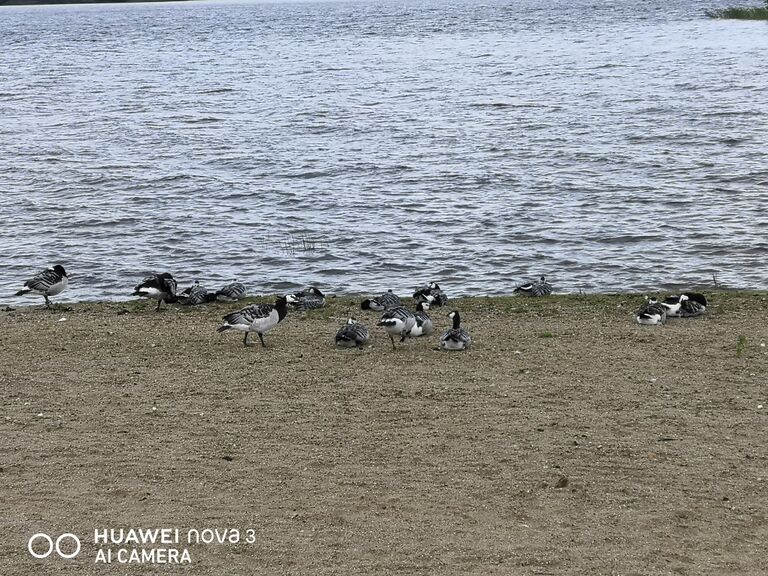 Simpelejärvi (yhd.)-Valtakunnallinen sinileväseuranta (Rantapuiston uimaranta)-ObsALG-202008051105-1.jpg