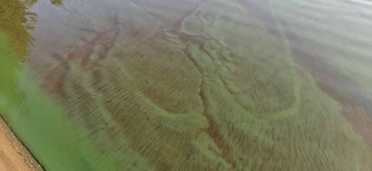 Alvajärvi (14.481.1.001)-Reisjärventie 1403-ObsIMG-202009271627-15.jpg