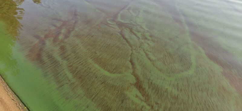 Tiedosto:Alvajärvi (14.481.1.001)-Reisjärventie 1403-ObsIMG-202009271627-15.jpg