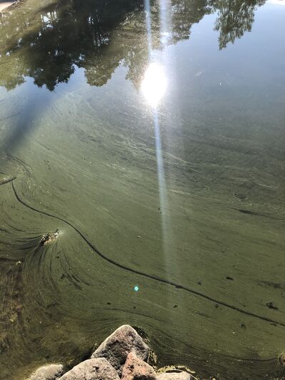 Inkoo Fagervik-Havaintopaikka 5-ObsALG-202006171436-0.jpeg