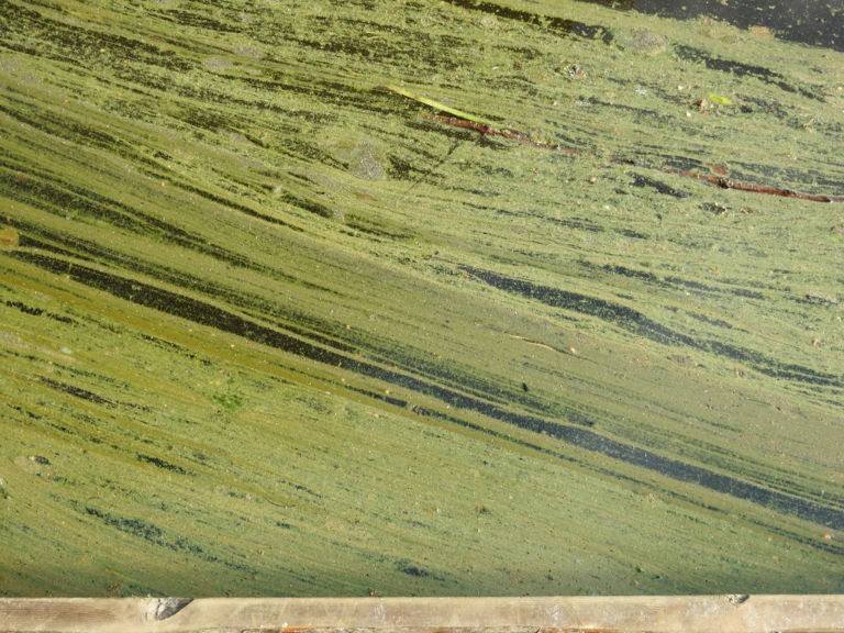 Konnevesi (14.711.1.001)-Rappaatlahti-ObsALG-202106261010-60d6e6ed91310.png