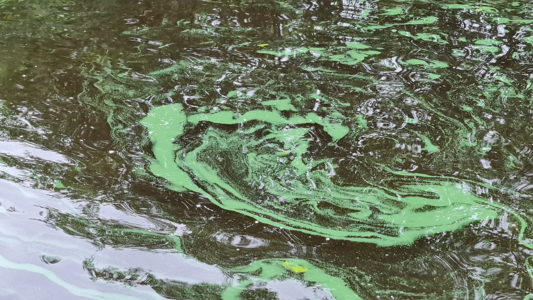 Luodonjärvi (99.110.1.001)-Havaintopaikka 2-ObsALG-202206232041-62b80cd4a1496.png