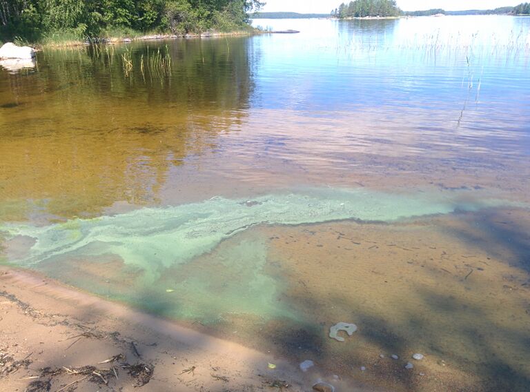 Saimaa (04.112.1.001)-Pieniniemi-ObsALG-201707091120-54.jpg