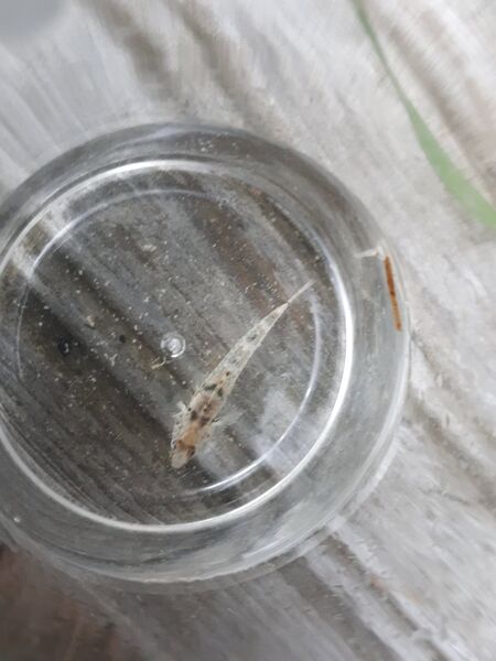 Tiedosto:Sandstubb lillholmen.jpg