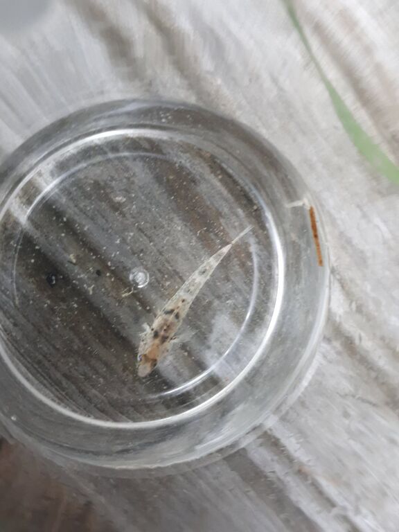 Sandstubb lillholmen.jpg