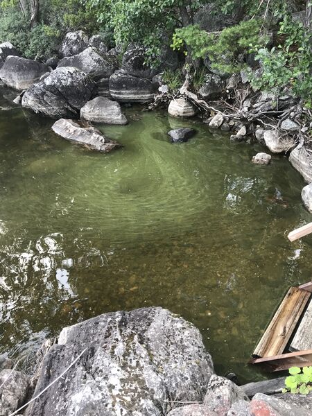 Tiedosto:Suvasvesi (04.273.1.001)-Jänissalo KuPSin saaristotukikohta-ObsALG-202007291823-78.jpg