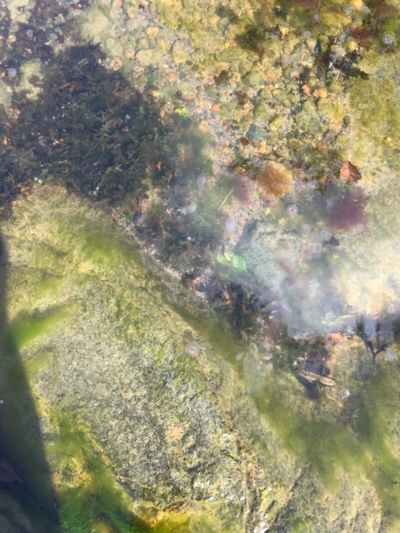 Suvisaaristo-Lauttasaari-Lauttasaaren uimaranta-ObsJELLY-202309081324-64fafbd6b1976.png