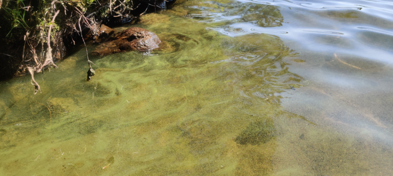 Välijärvi (74.021.1.051)-Luikonsaari-ObsALG-202307111313-64afc056f3856.png