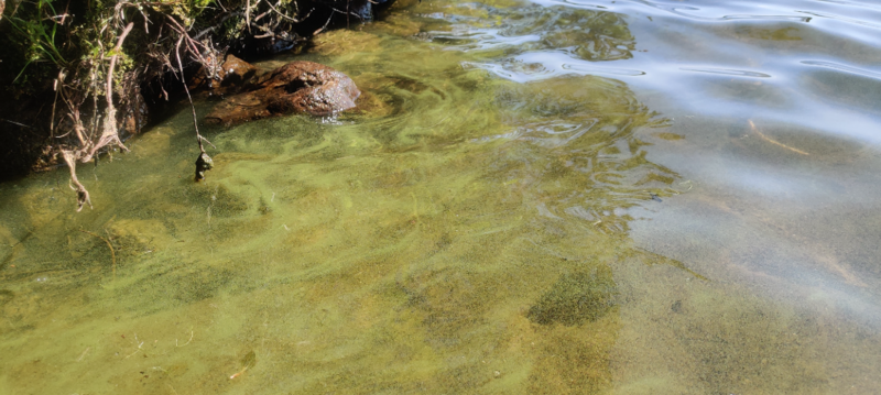 Tiedosto:Välijärvi (74.021.1.051)-Luikonsaari-ObsALG-202307111313-64afc056f3856.png