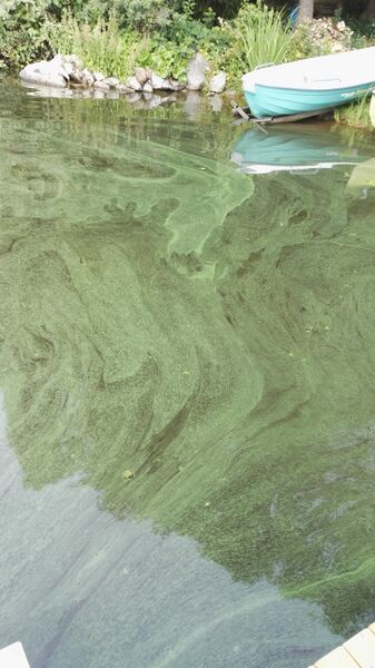 Tiedosto:Vanajavesi (yhd.)-Miemalansaari-ObsIMG-201807121128-67.jpg