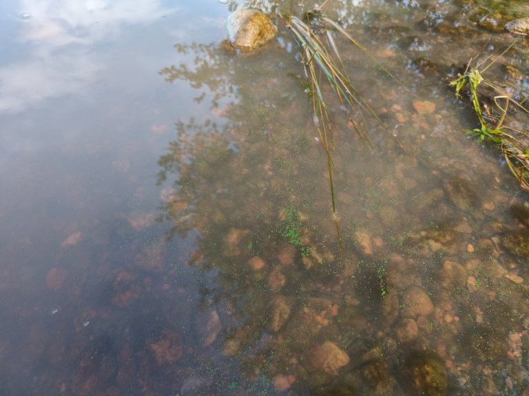 Villikkalanjärvi (16.003.1.003)-Valtakunnallinen sinileväseuranta-ObsIMG-202508120935-1754980609097.png