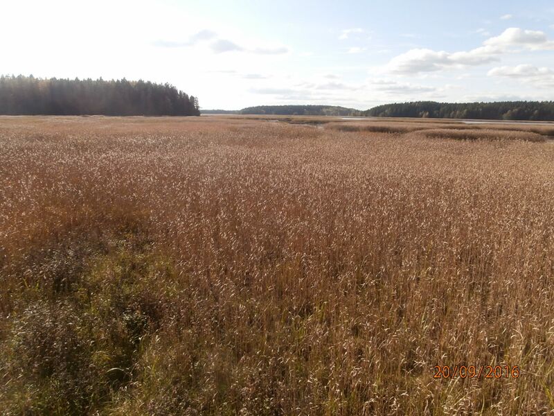 Tiedosto:Ekuddenin lintutornista.JPG