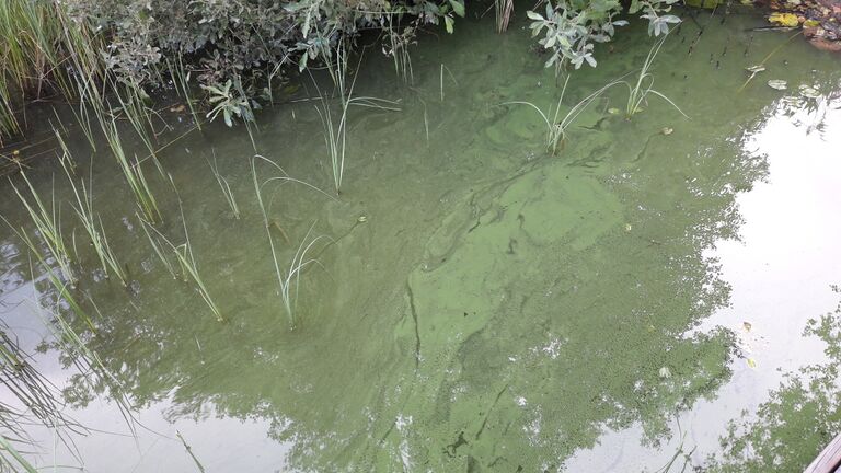 Kirmusjärvi (23.024.1.002)-Havaintopaikka 1-ObsALG-201908091908-68.jpg