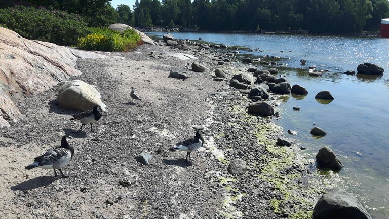 Kruunuvuorenselkä-Korkeasaari, Kodan ranta-ObsIMG-201707271129-96.jpg