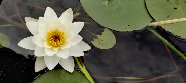 Kutunjärvi (04.265.1.032)-Ysipirtti-ObsIMG-202207181452-62d54a2eba04c.png