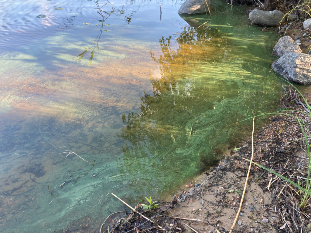 Pihlajavesi (Saimaa) (04.121.1.001)-Varviranta-ObsIMG-202506281851-68600fb819bf7.png