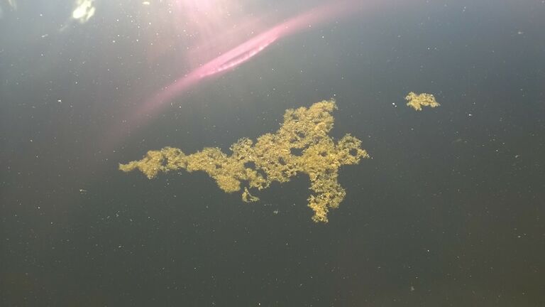 Sinievä säynätlahdessa 050815.jpg