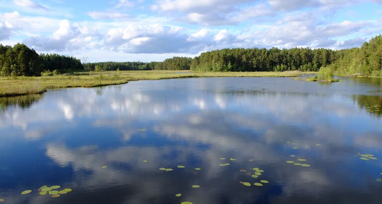 Stora Masungtrasket3.jpg