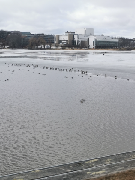 Tiedosto:Suomenlahti-Helsinki Töölönlahti-ObsIMG-202403231132-65feb611ea2d3.png