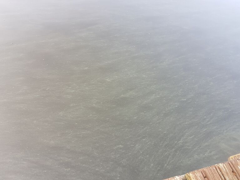 Syvä-Kumpunen (04.611.1.018)-Ranta-ObsALG-201908271030-79.jpg