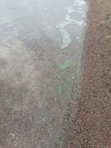 Urajärvi (14.123.1.001)-Valtakunnallinen sinileväseuranta-ObsIMG-202409031046-66d6bf187ab20.png