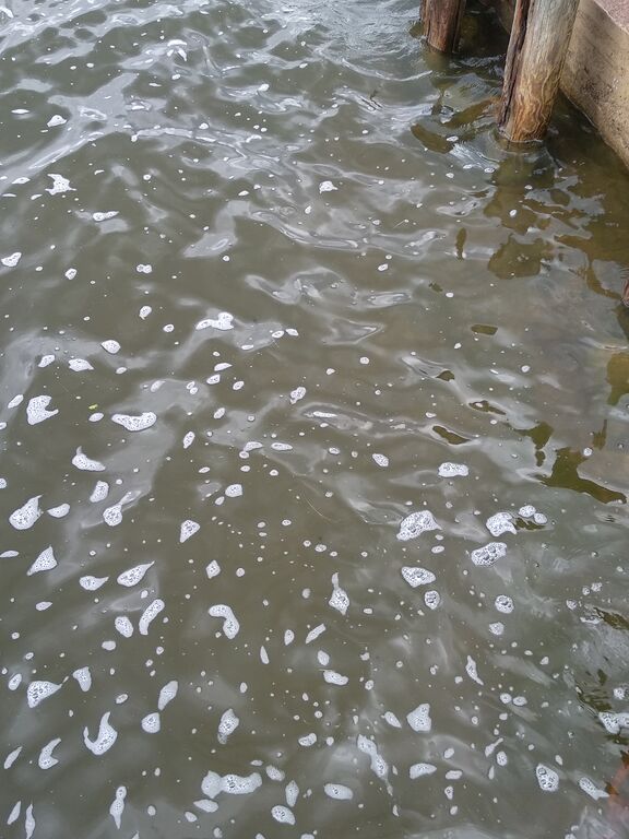 Dragsvik-Rotarien sinileväseuranta (Näseudden)-ObsALG-202007061530-84.jpg