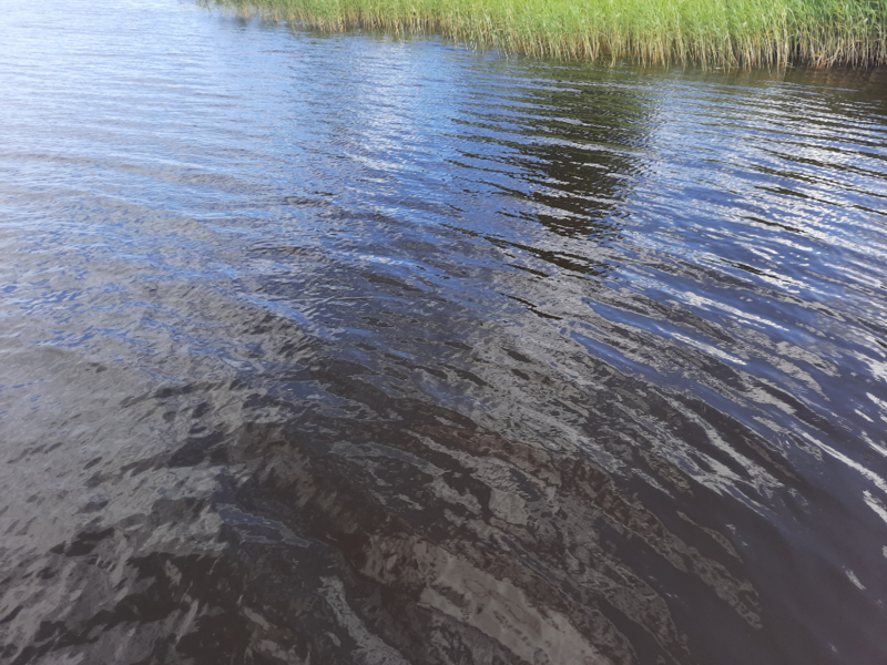 Tiedosto:Haukivesi (Saimaa) (04.211.1.001)-Valtakunnallinen sinileväseuranta (Pieni Raudanvesi)-ObsALG-202307191552-64b7dcf7487cf.png