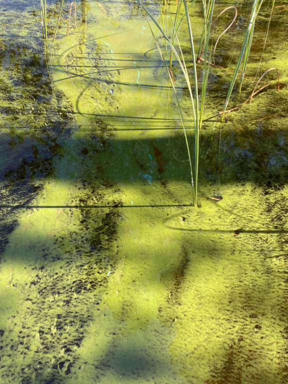 Iso-Lyly (04.736.1.003)-Riihelä-ObsIMG-202406150916-666d3332eeecb.png