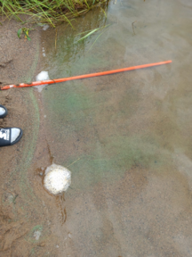 Jääsjärvi (14.821.1.001)-Havaintopaikka 1-ObsIMG-202406231401-667bbfc0a4e05.png