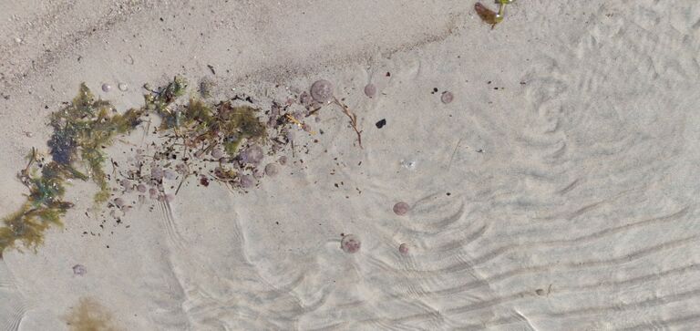 Preiviikinlahti - Viasvedenlahti-Havaintopaikka 1-ObsIMG-202008131247-12.jpg