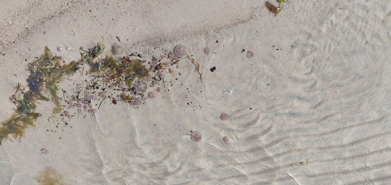 Tiedosto:Preiviikinlahti - Viasvedenlahti-Havaintopaikka 1-ObsIMG-202008131247-12.jpg