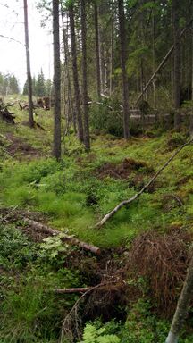 Ylä- ja Ala-Lapinlammen yhdistävä puro on paikoin vain kapea uoma metsän keskellä.