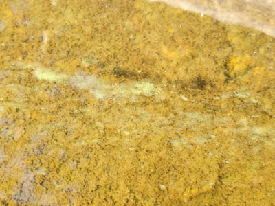 Kukkia (35.781.1.002)-Virranniemi RK-ObsALG-202509090927-1757399409108.png