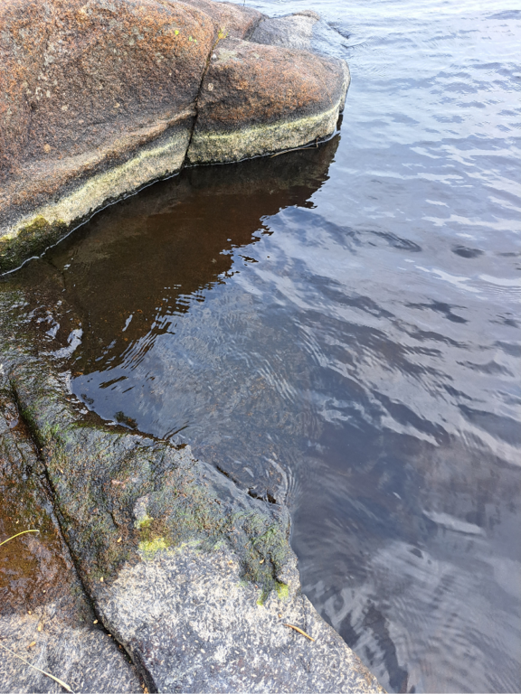 Luodonjärvi (99.110.1.001)-Valtakunnallinen sinileväseuranta-ObsALG-202306271518-649ad4630c39e.png